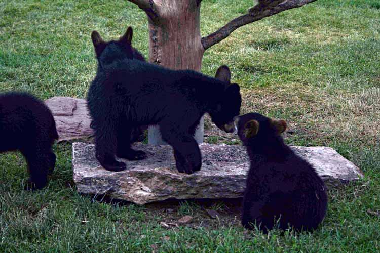 bear country usa